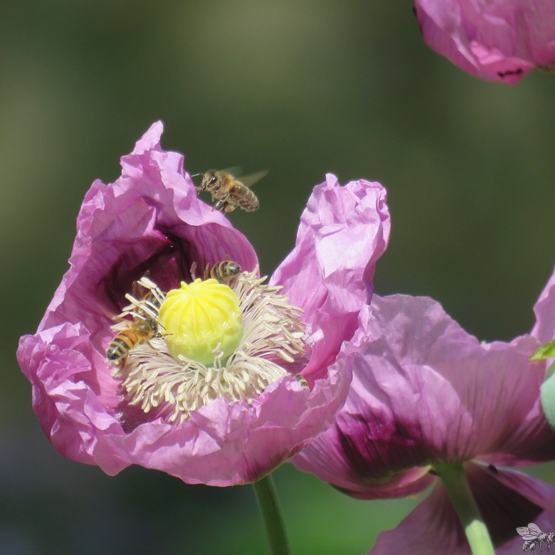 atelierdesmilletemps-abeilles-accueil-780x780